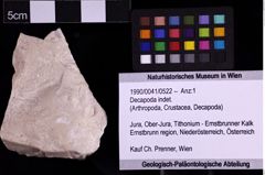 Foto (Objekt + Etiketten) von Decapoda indet. (NHMW-GEO-1990-0041-0522)